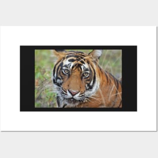 Tiger Portrait Posters and Art